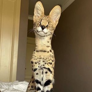 Meet your Posher, Jen